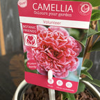 Camellia japonica 'Volunteer'