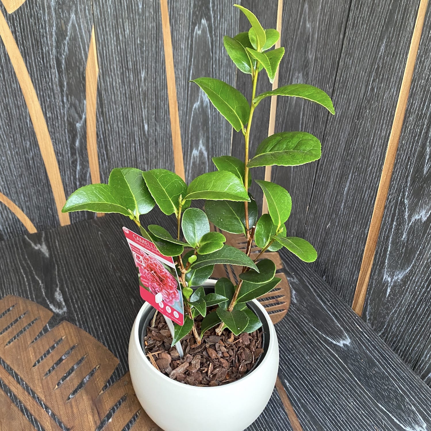Camellia japonica 'Volunteer'