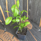 Lamai in ghiveci - Citrus limon