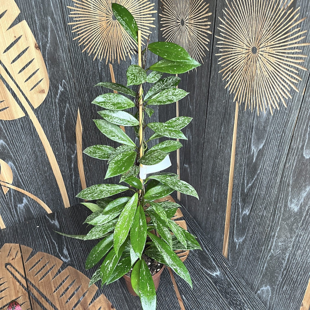 Hoya pubicalyx 'Reva' (super splash)