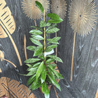 Hoya pubicalyx 'Reva' (super splash)