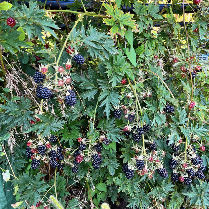 Rubus fruticosus 'Thornless Evergreen'