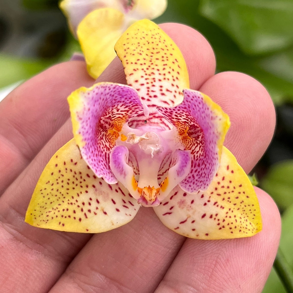 Phalaenopsis Nobby's Pumpkin