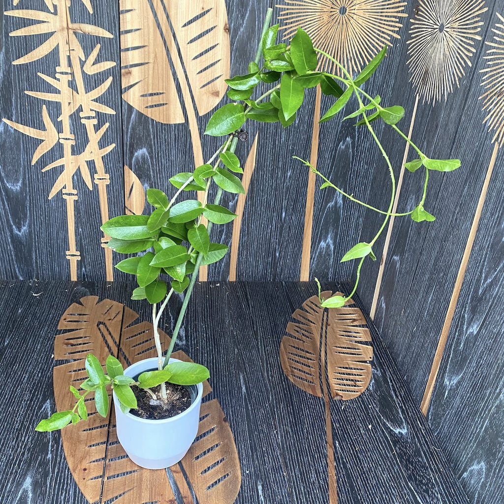 Hoya densifolia - große Exemplare!