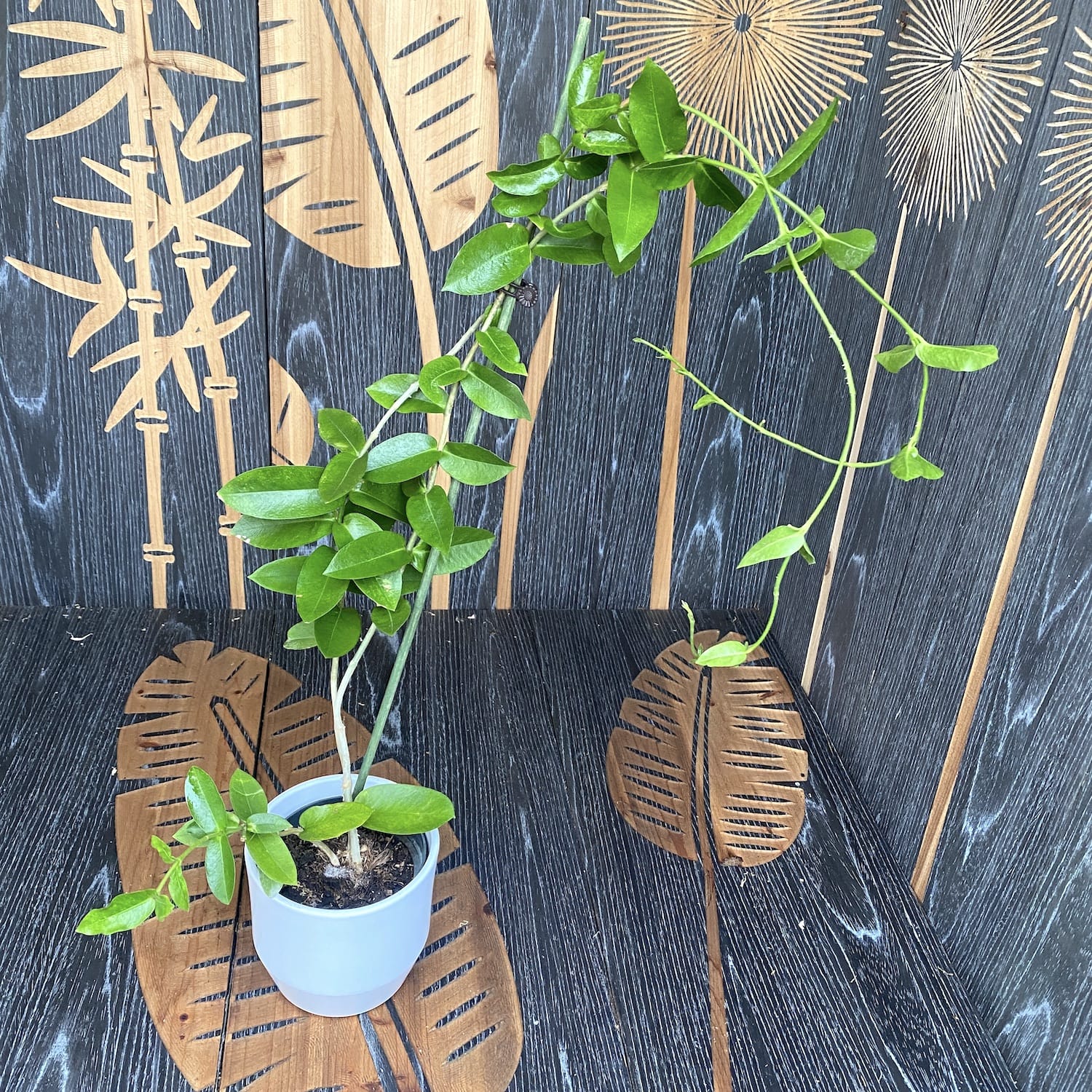 Hoya densifolia - exemplare mari!