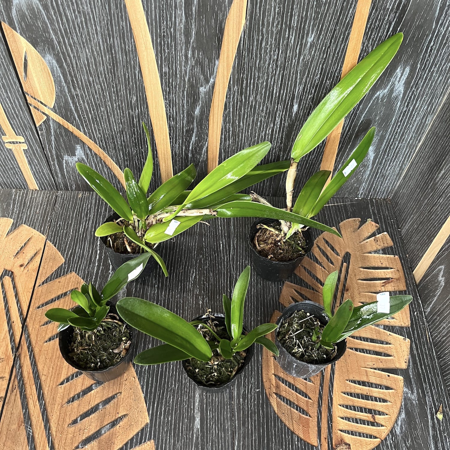 Ibridi di Cattleya Taiwan (No ID)