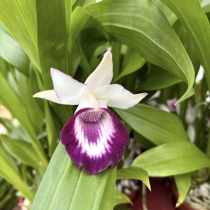 Warczewiczella discolor (Cochleanthes discolor)