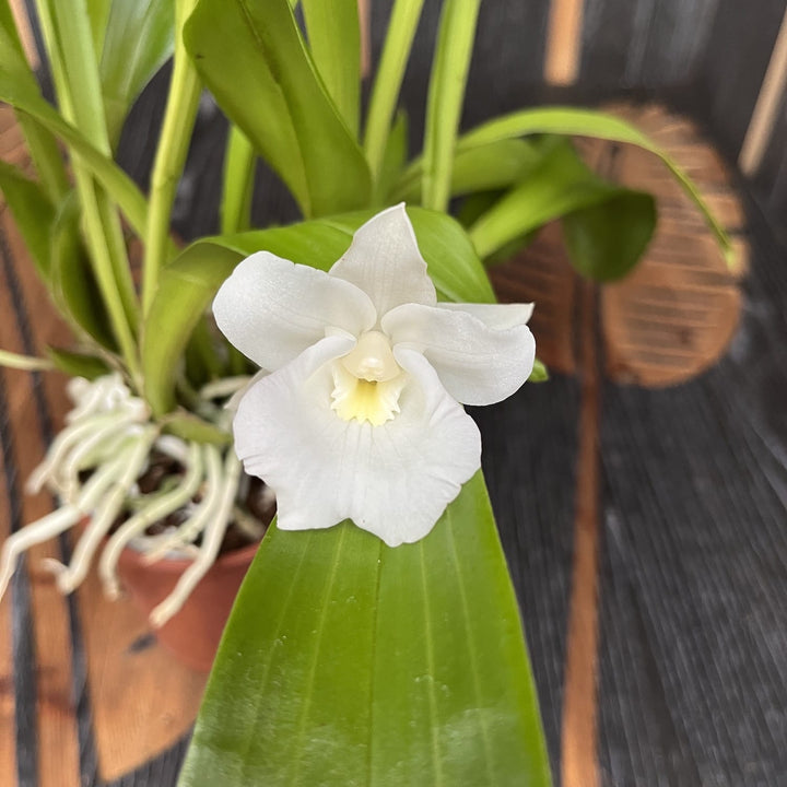 Warczewiczella discolor (Cochleanthes discolor)