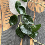 Hoya carnosa 'Snowball'