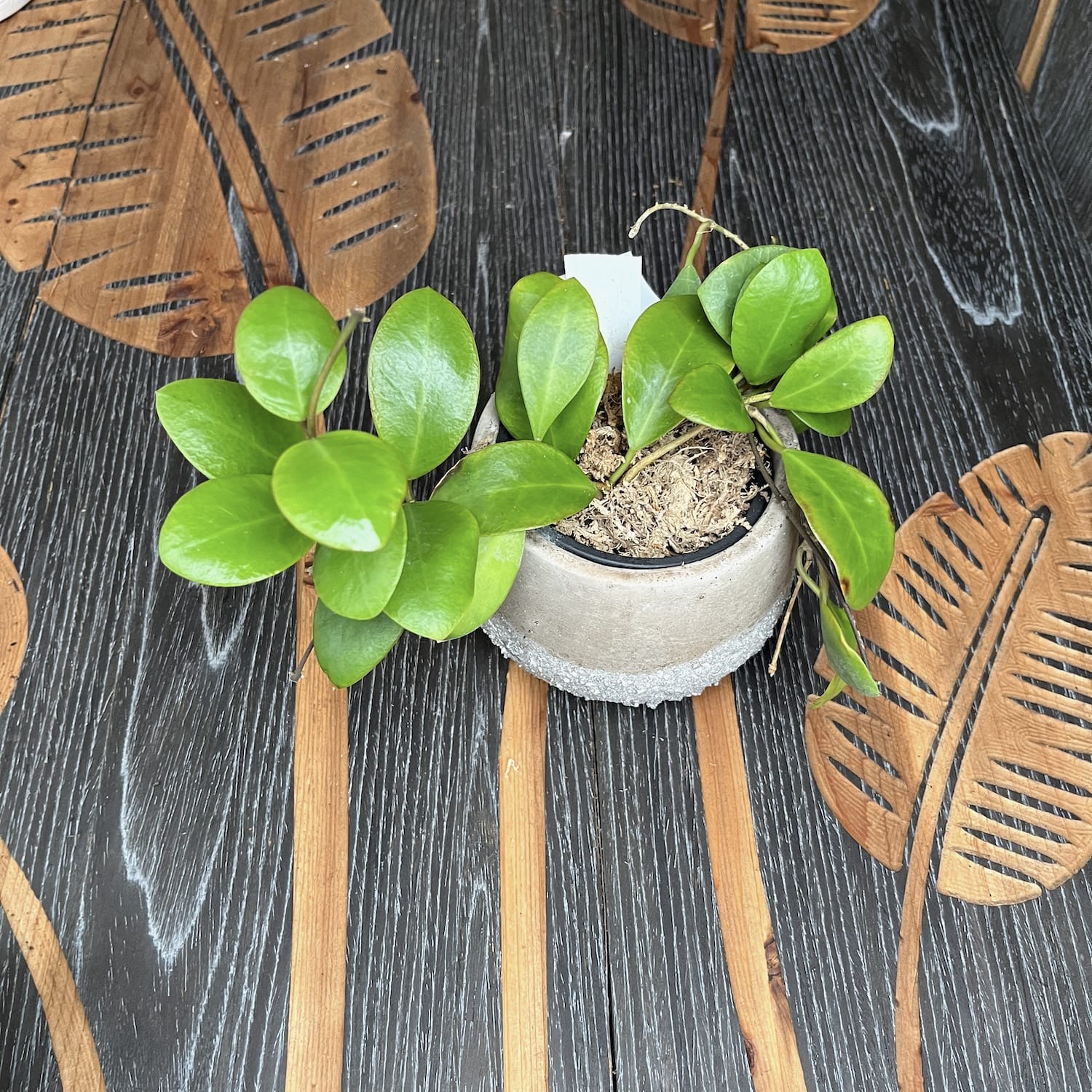 Hoya lucardenasiana D9 *parfumata