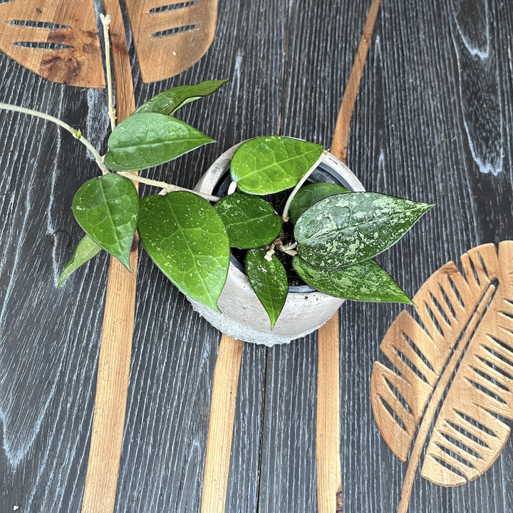 Hoya parasitica 'Black Margin'