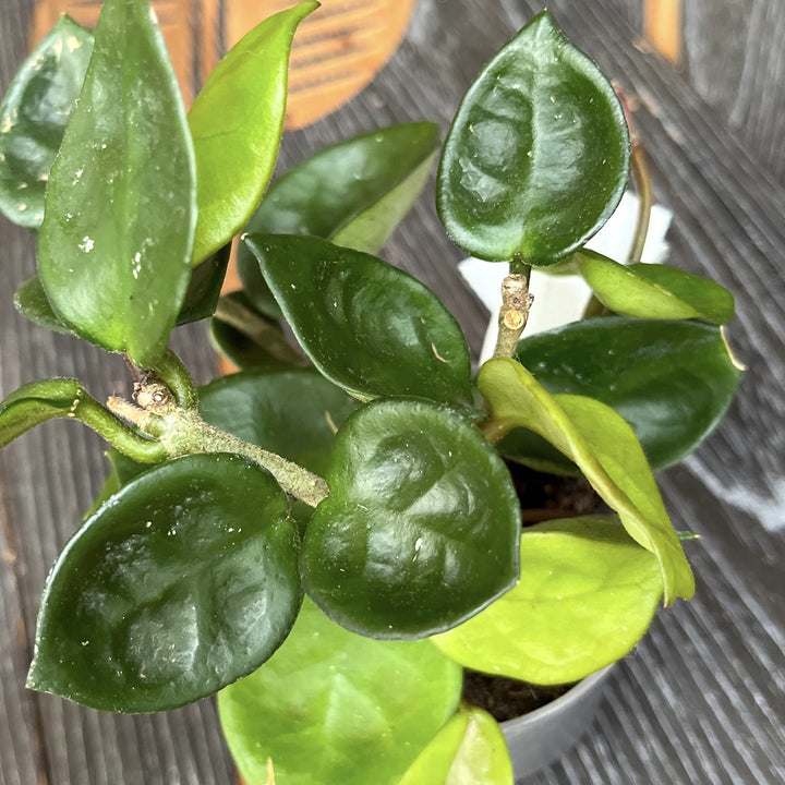 Hoya carnosa 'Chelsea'