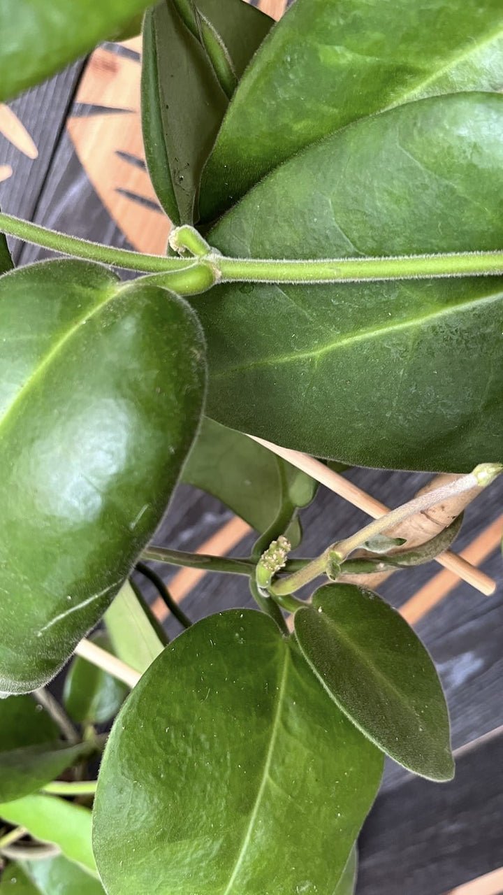 Hoya calycina 'Stargazer'