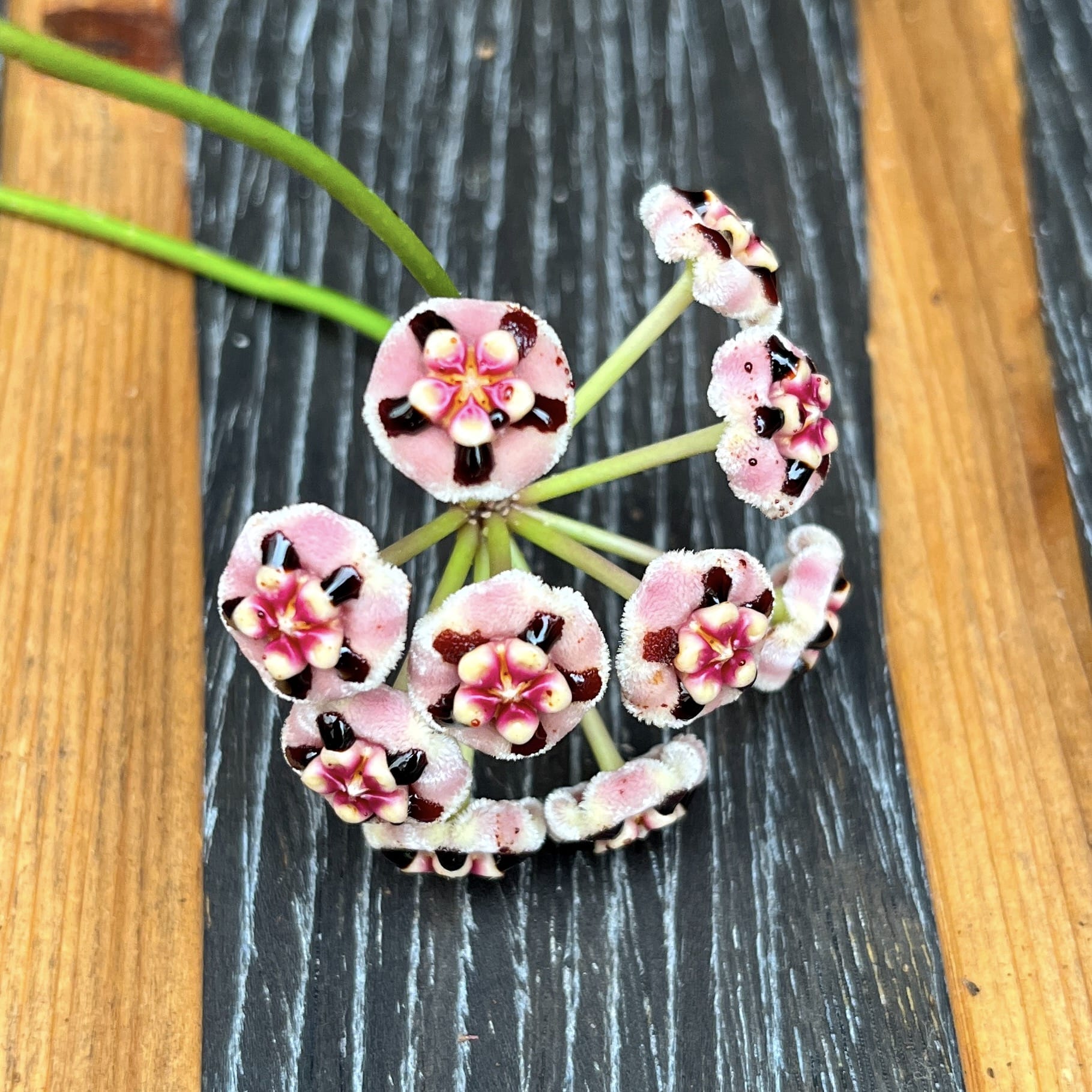 Hoya meliflua - exemplare XXL!!