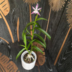 Bardendrum spectabilis-criniferum (Barkeria spectabilis x Epidendrum criniferum)