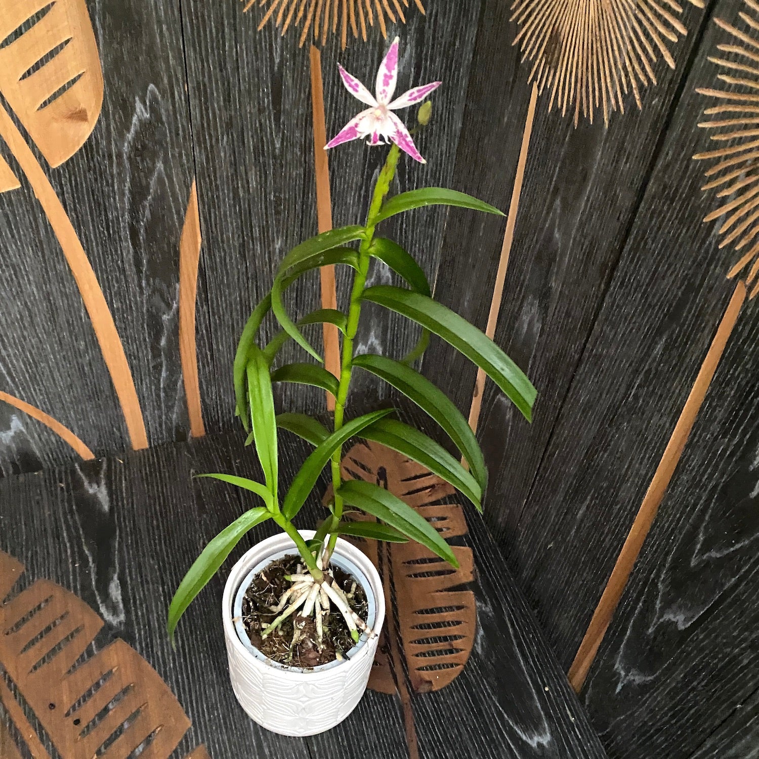 Bardendrum spectabilis-criniferum (Barkeria spectabilis x Epidendrum criniferum)