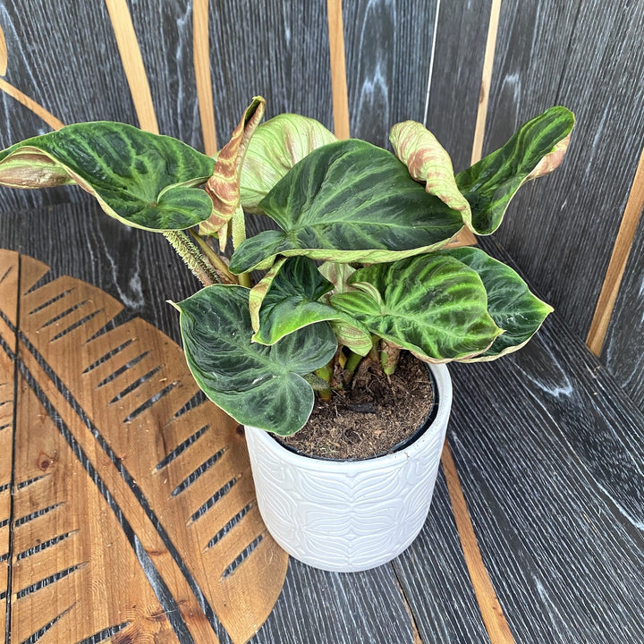 Philodendron Verrucosum 'Compactum'