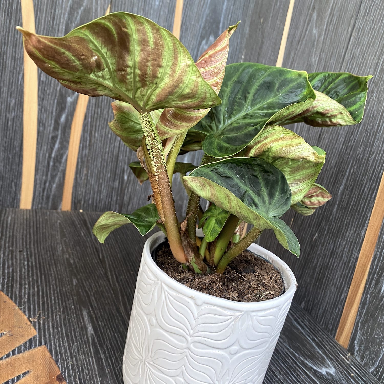 philodendron compactum Philodendron Verrucosum 'Compactum' – Secret Garden Plant Shop