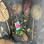 Lagerstroemia indica 'Fuchsia d'Ete'