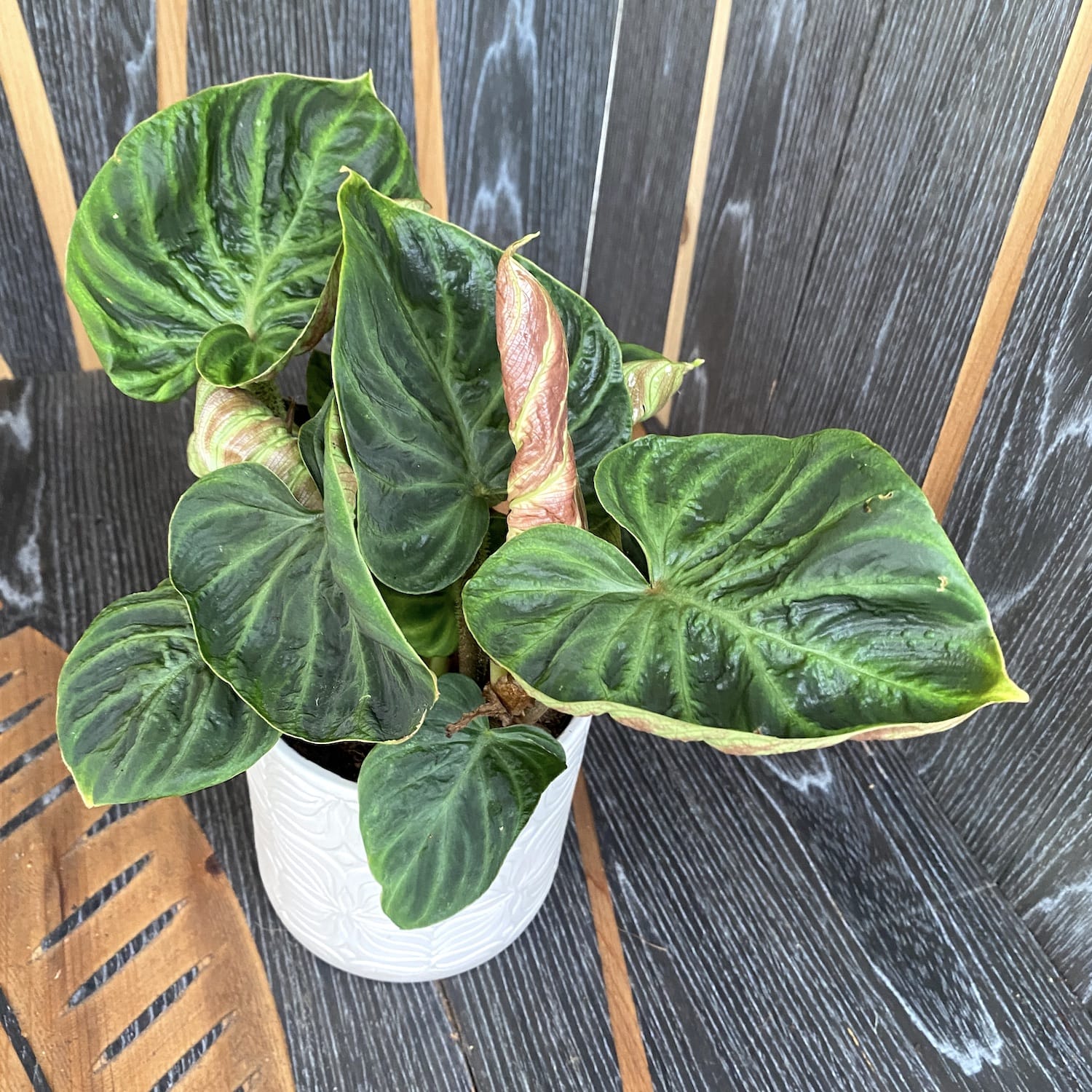 philodendron compactum Philodendron Verrucosum 'Compactum' – Secret Garden Plant Shop