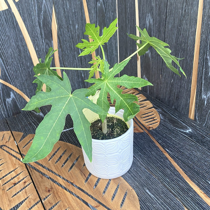 Papaya carica