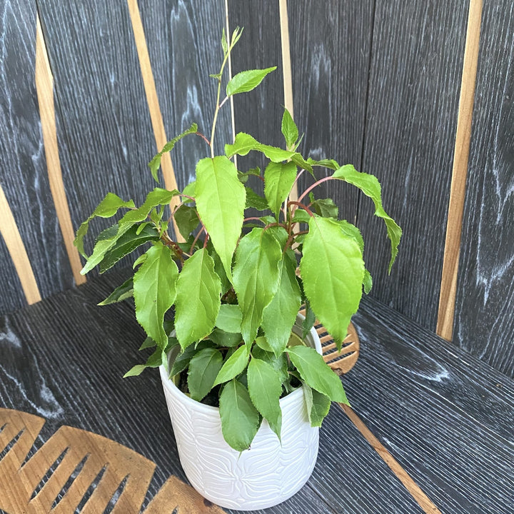 Kiwi - Actinidia arguta 'Weiki' (mascul polenizator)