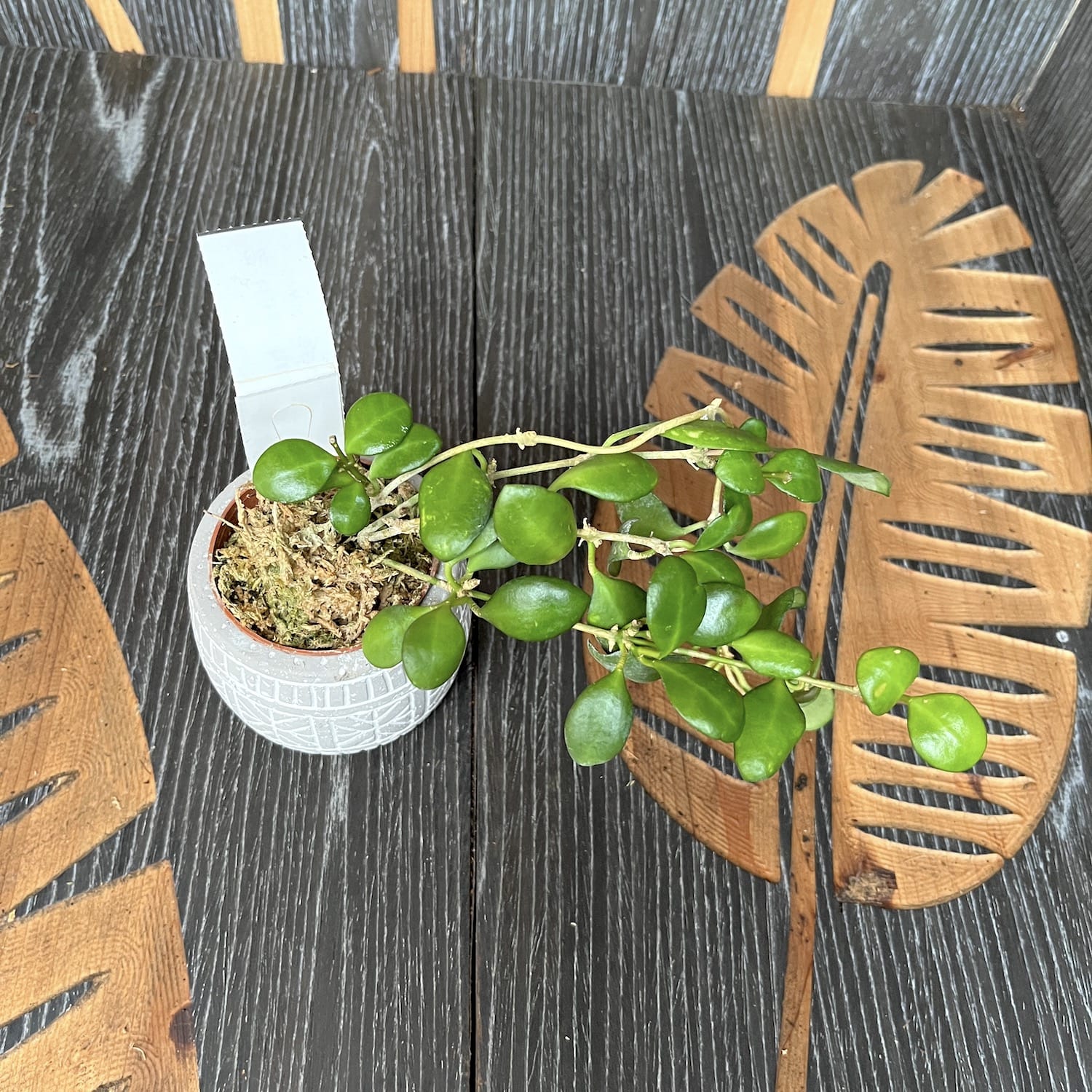 Hoya heuschkeliana 'Pink' *parfumata