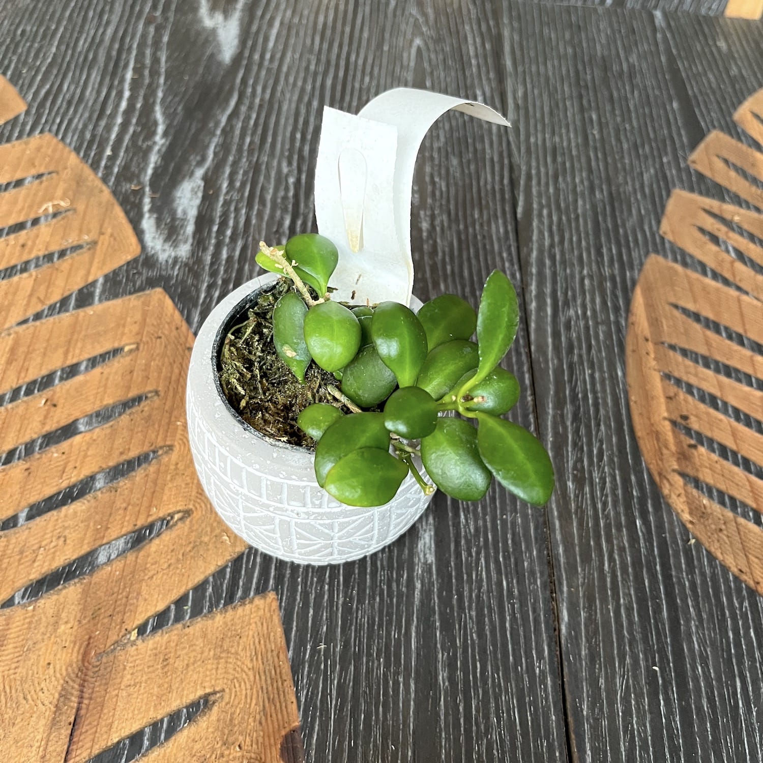 Hoya heuschkeliana 'Pink' *parfumata