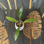 Hoya pubicalyx 'Red Buttons'