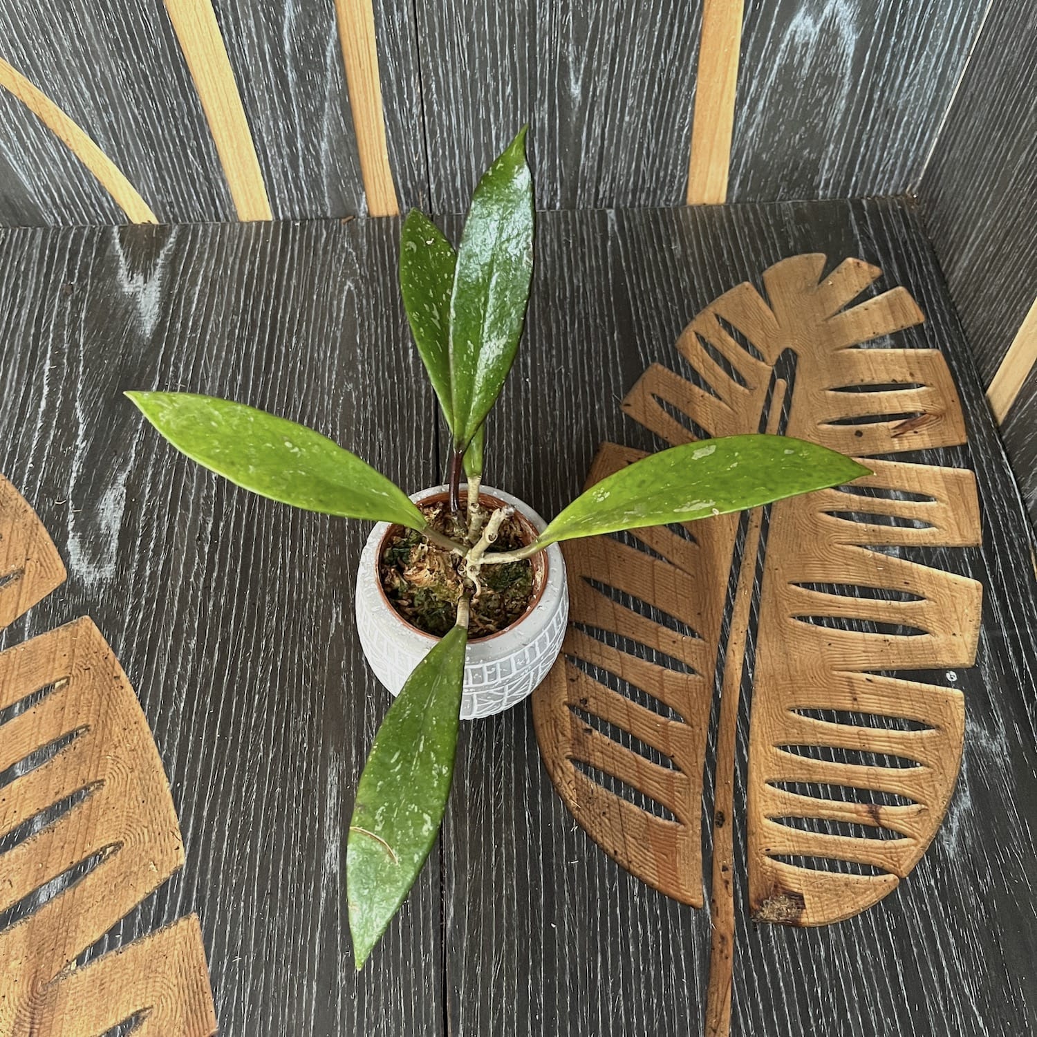 Hoya pubicalyx 'Red Buttons'