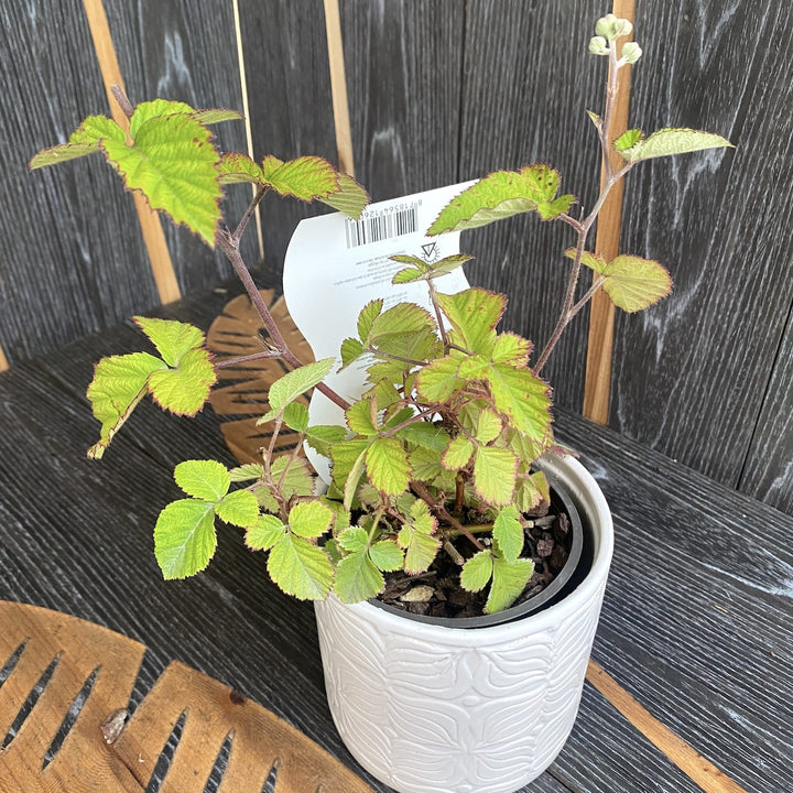 Rubus fruticosus 'Thornfree'