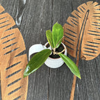 Hoya siariae 'Red' (Hoya blashernaezii ssp. siariae)