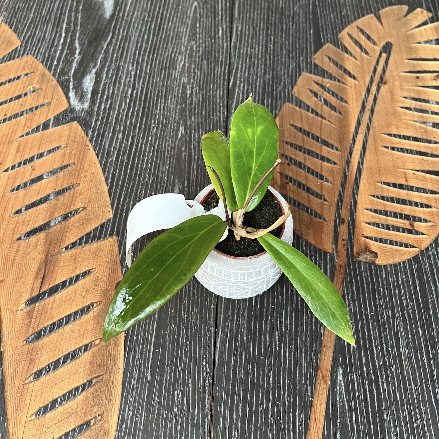 Hoya siariae 'Red' (Hoya blashernaezii ssp. siariae)