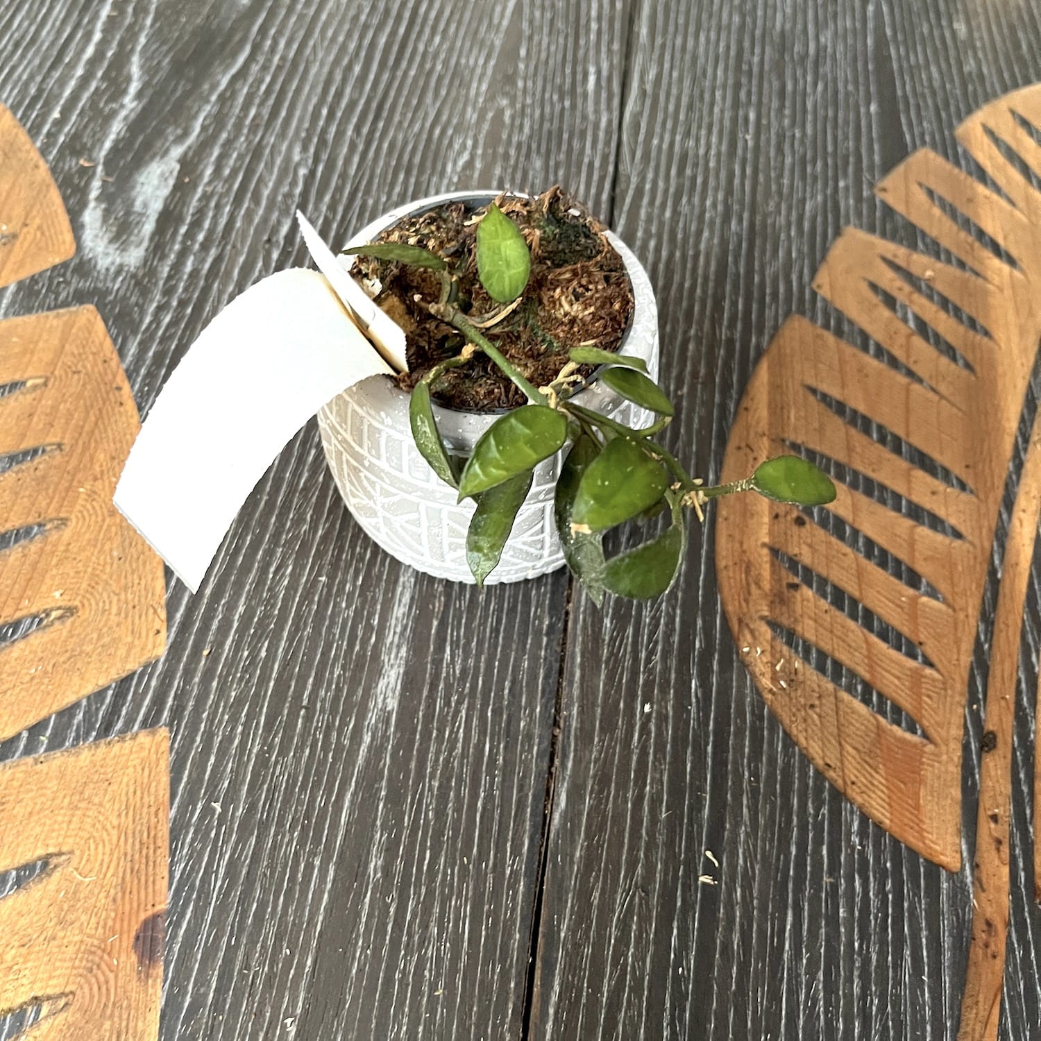 Hoya lacunosa 'Langkawi Island' - parfum de scortisoara