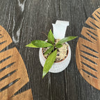 Hoya nabawanensis (foglie macchiate)