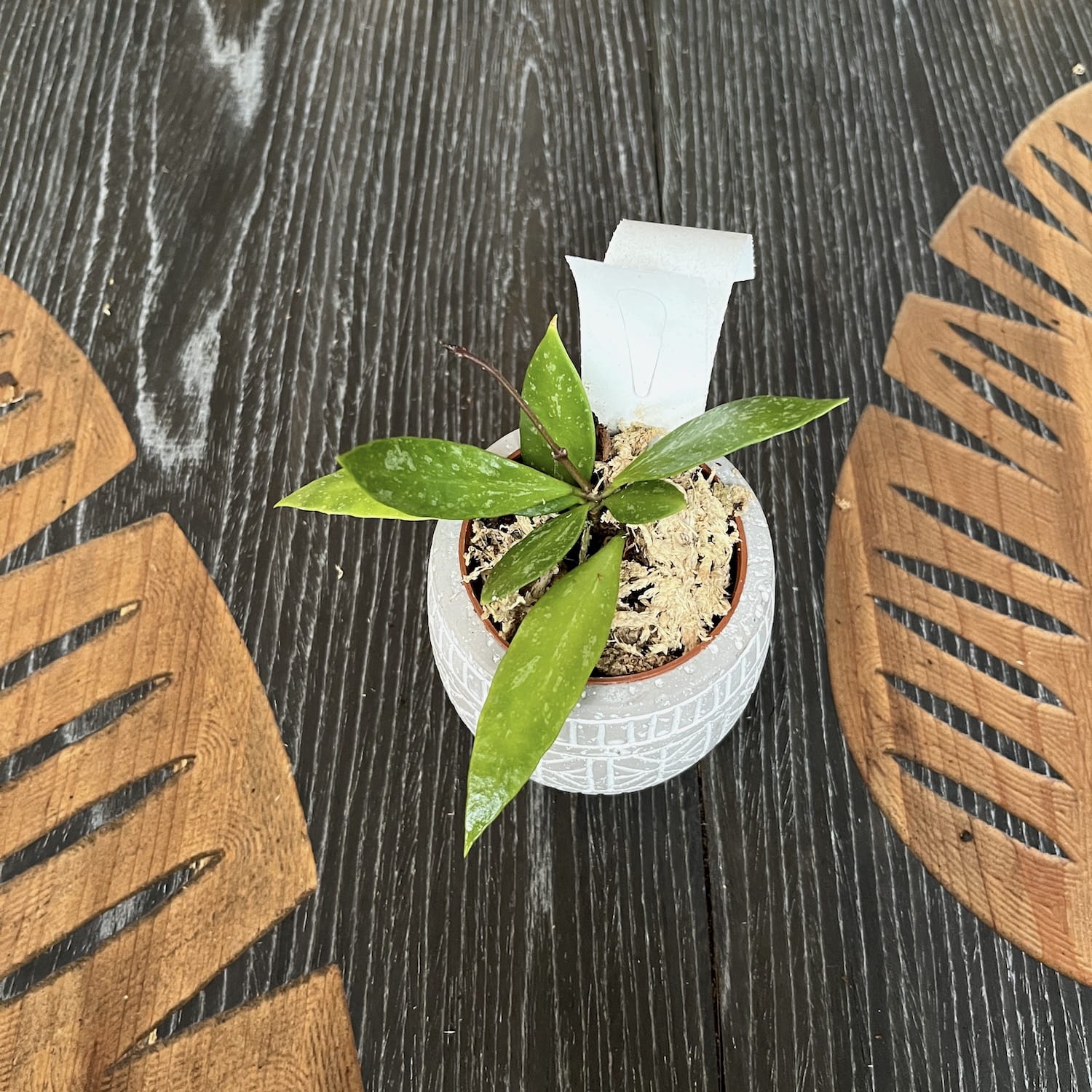 Hoya nabawanensis (splash leaves)