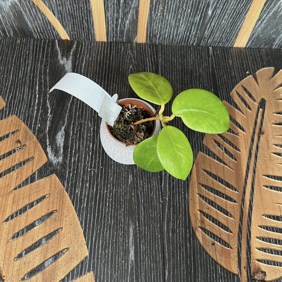 Hoya verticillata (Arnottiana)