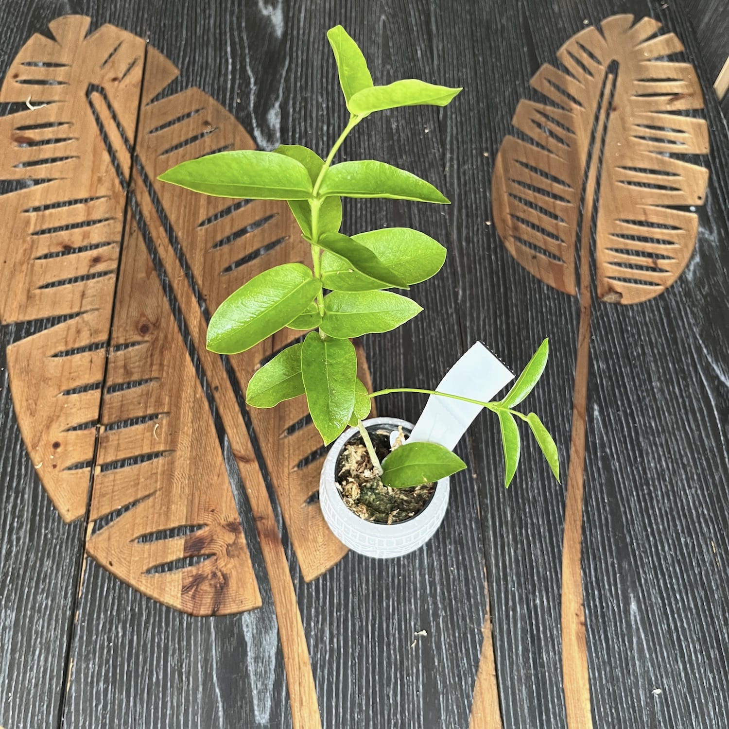 Hoya densifolia - exemplare dezvoltate