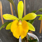 Sergioara Yokosuka Story