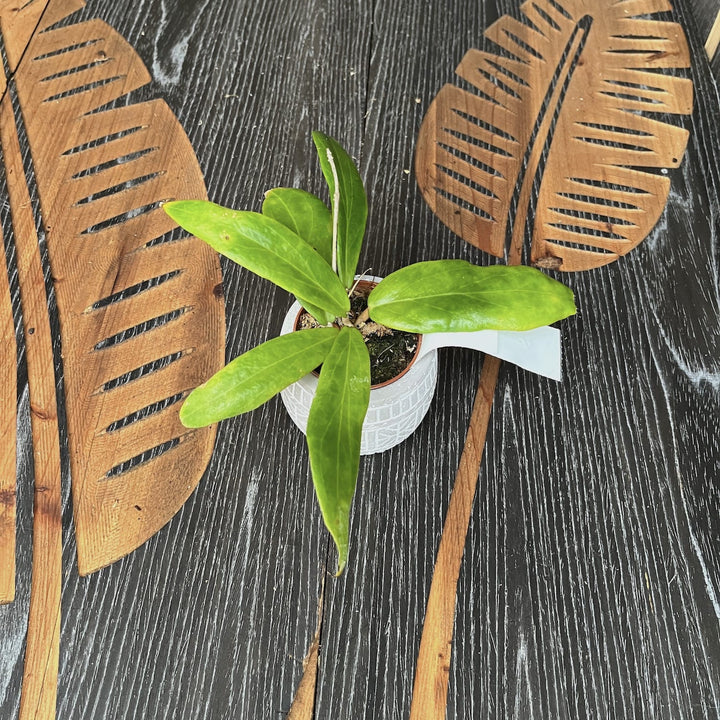 Hoya ilagiorum