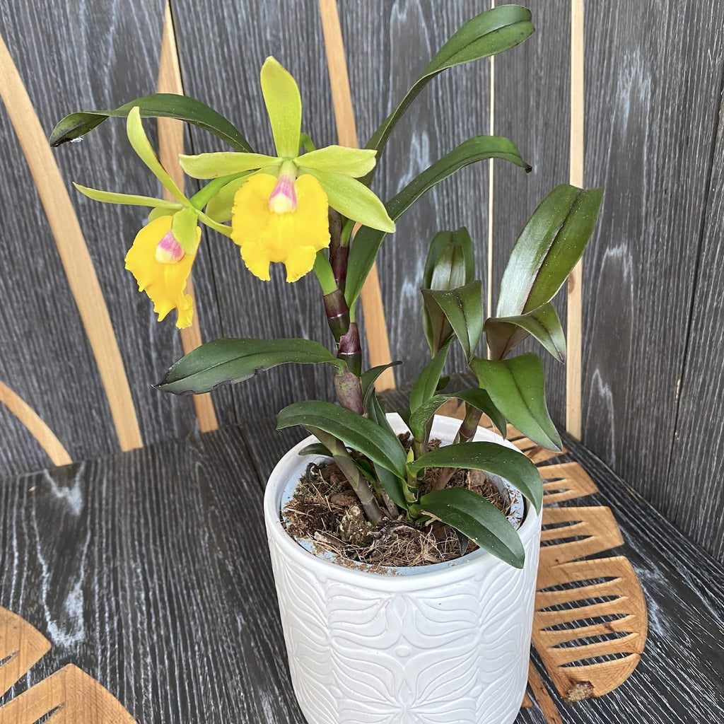 Sergioara Yokosuka Story