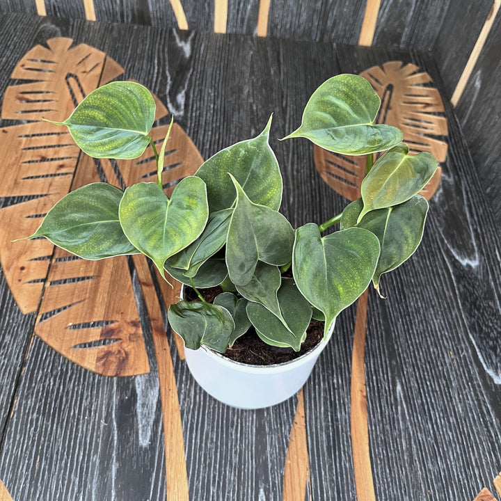 Philodendron lupinum