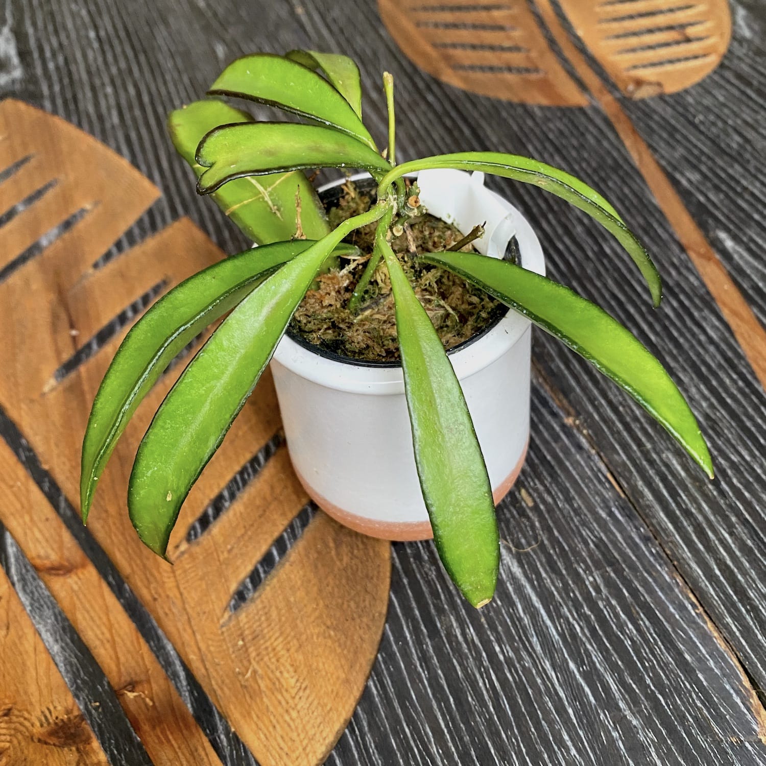 Hoya wayetii - varietate parfumata D6