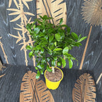 Citrus Rangpur Limette (Limette Leila - Citrina)