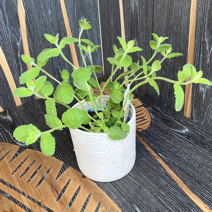 Mentha suaveolens (Apple Mint, Izma Turceasca)