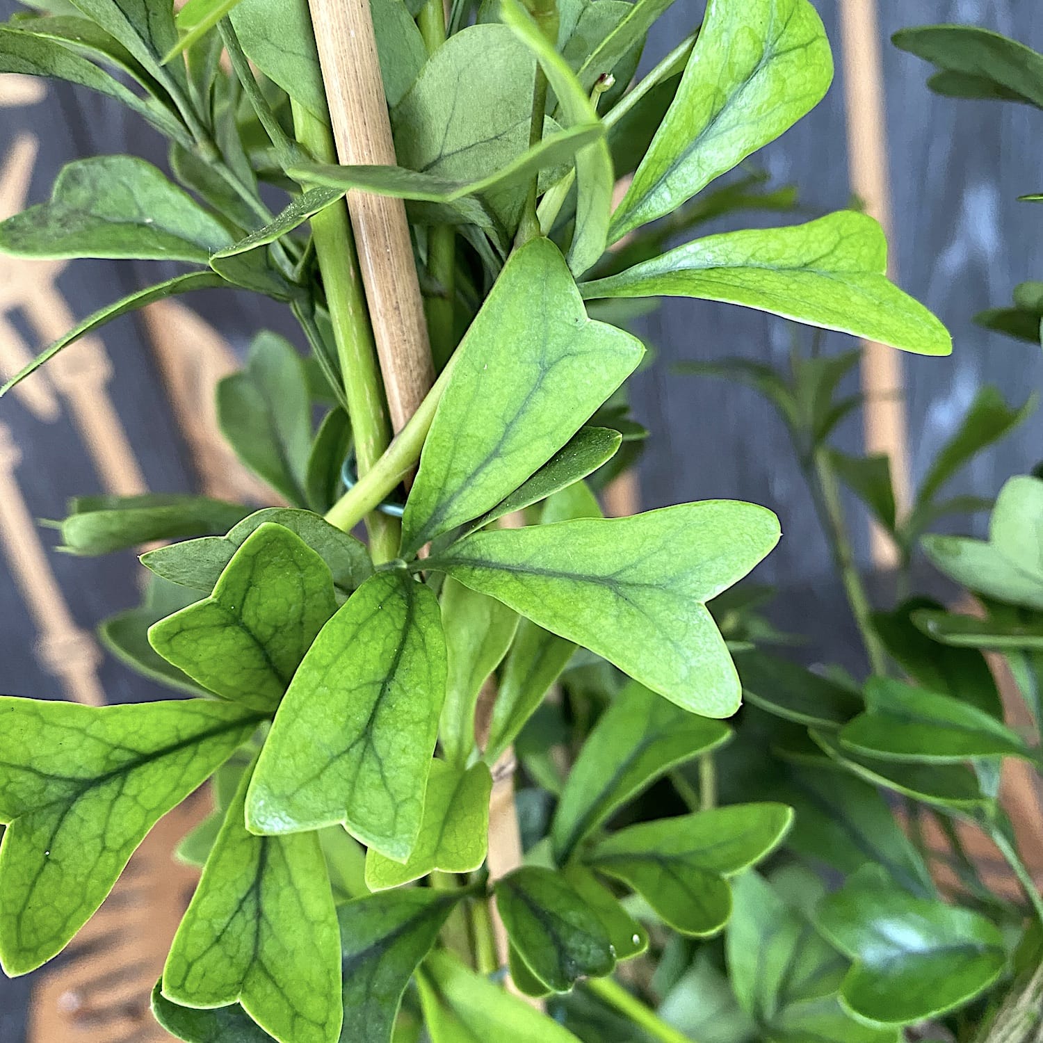 Schefflera triangularis 'Heart Leaf'