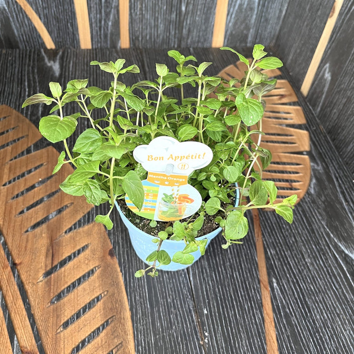 Menta cu aroma de portocale - Mentha piperita 'Orange'