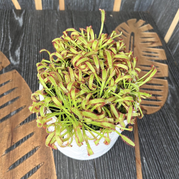 Drosera capensis 'Red' (wide leaf) - 3 plants/pot