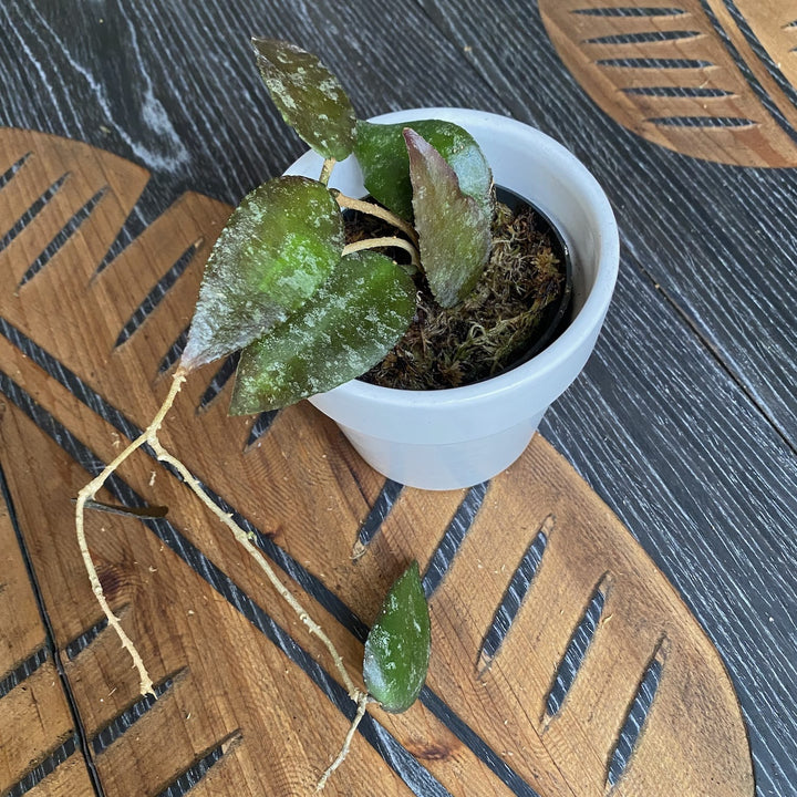 Hoya caudata (black leaves)