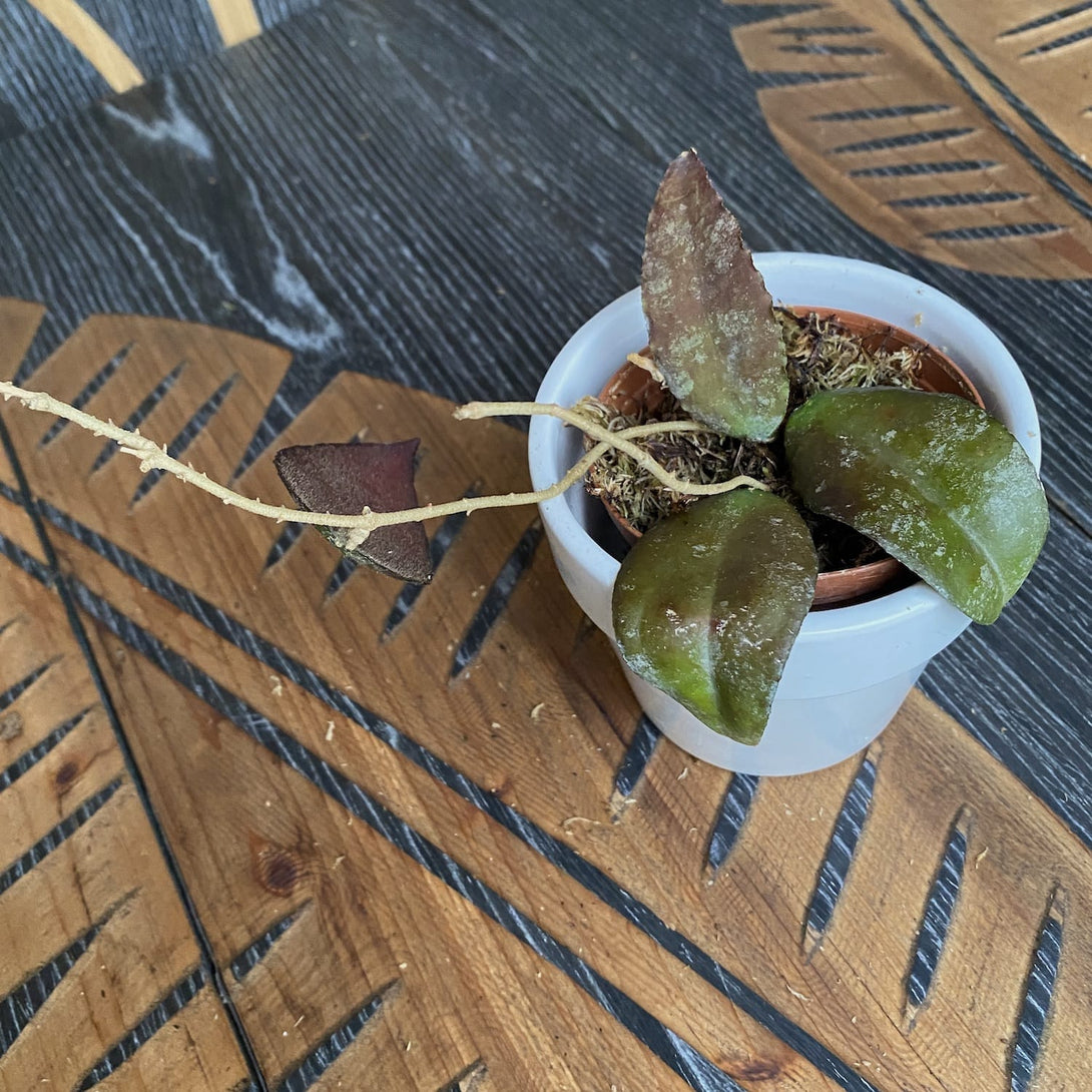 Hoya caudata (black leaves)